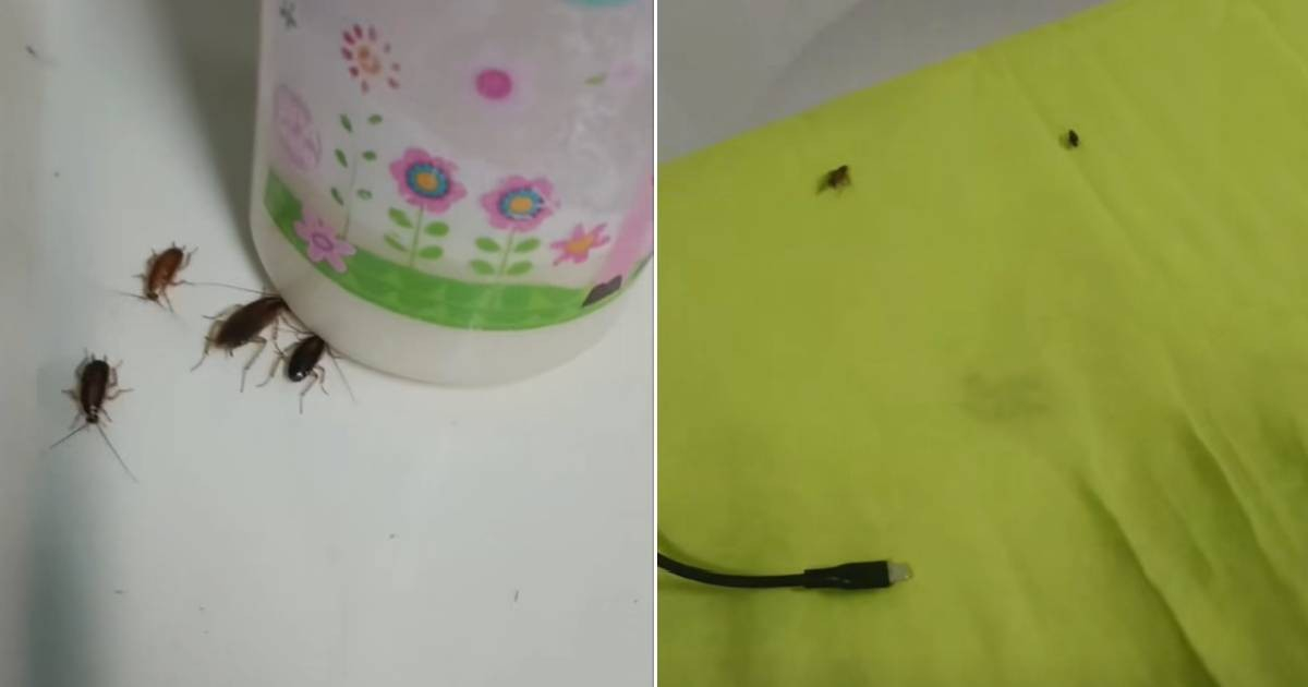 Cuban Mother Raises Alarm Over Cockroach Infestation in Pediatric Hospital: "We Had to Use Cotton Balls in Our Ears"