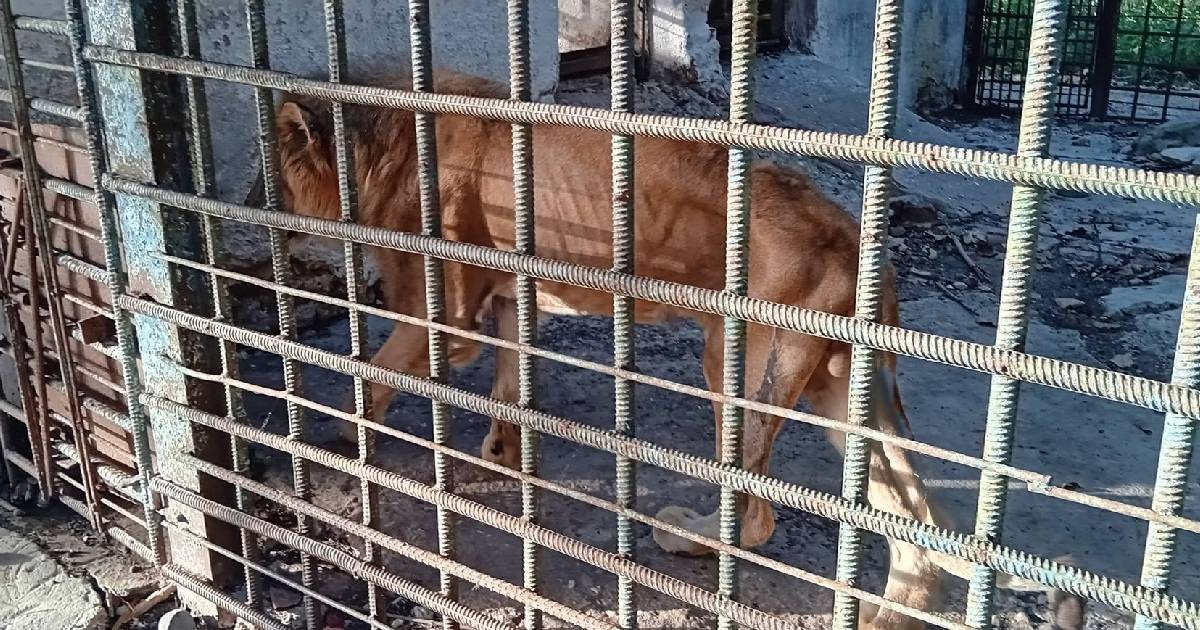 Lion's Plight at Florida Zoo in Camagüey Sparks Outrage