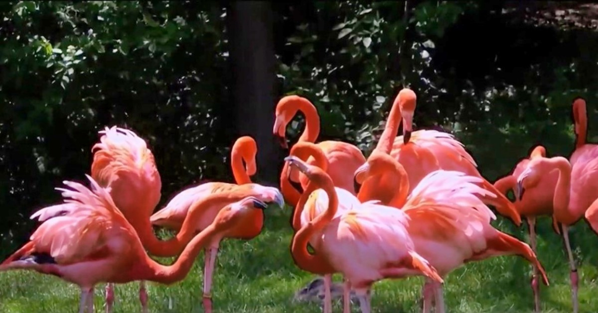 American Flamingo Designated as Miami-Dade County's Official Bird: Here's Why