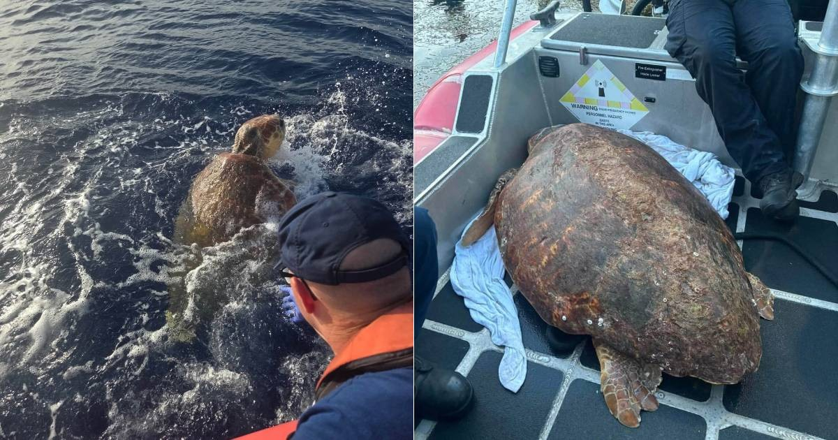 U.S. Coast Guard Rescues Nearly 300-Pound Sea Turtle in Florida Keys