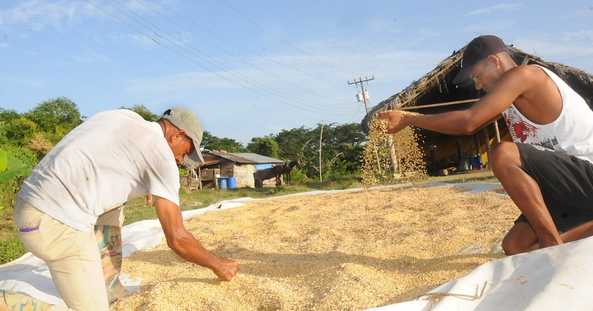 Soybean Cultivation in Guantánamo Aims to Boost Yogurt Production and Future Oil Supply