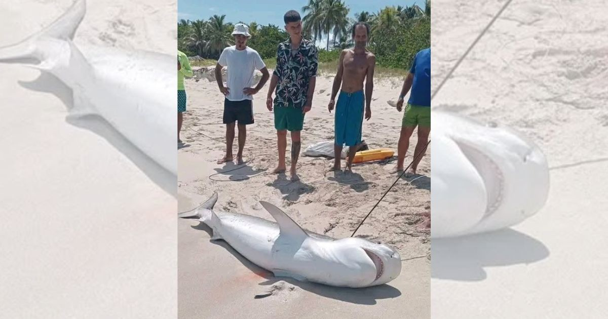 Shark Caught in Varadero: A Case of Mistaken Utopia