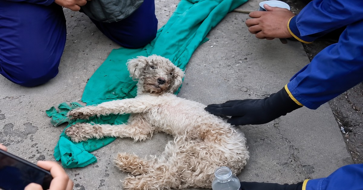 Bayli: Miracle Dog Rescued After 29 Days Beneath Venezuela's Quake Rubble