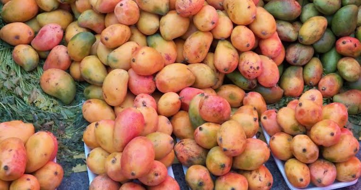 Mango Season in Miami: Navigating the Legalities of Picking from Your Neighbor's Tree