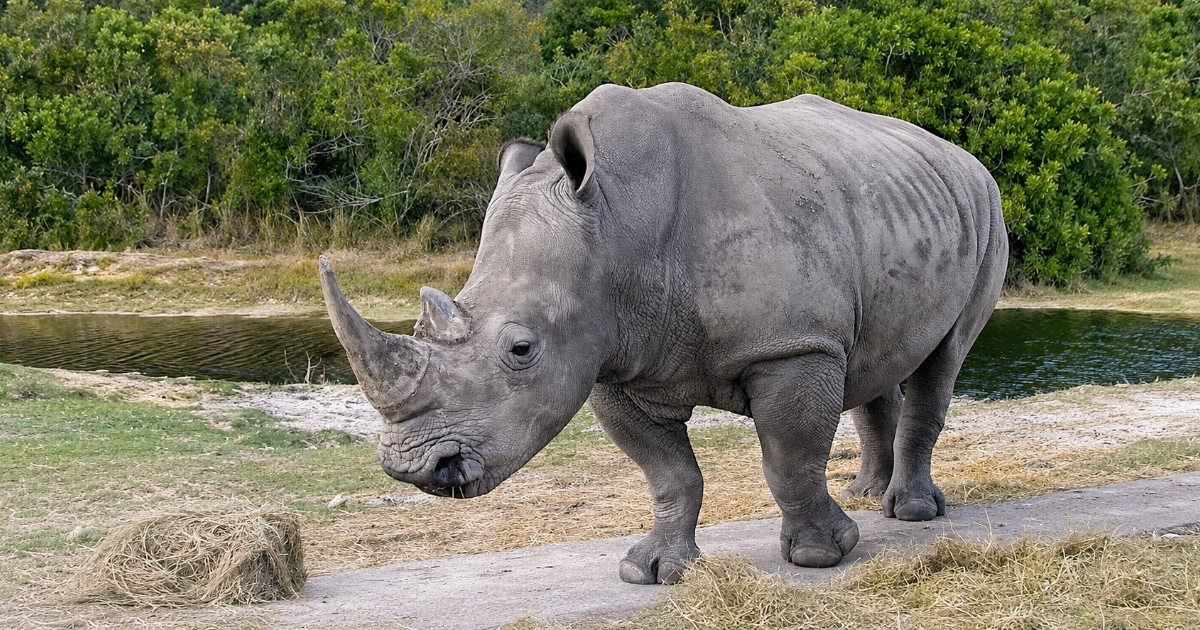 Over 140 Captive Animals, Including Rhinos and Monkeys, Escape Facilities in Florida Since 2022