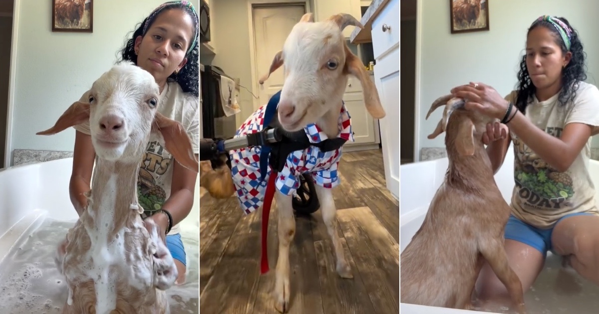 Manolito: A Symbol of Hope and Love at Second Chance Farm