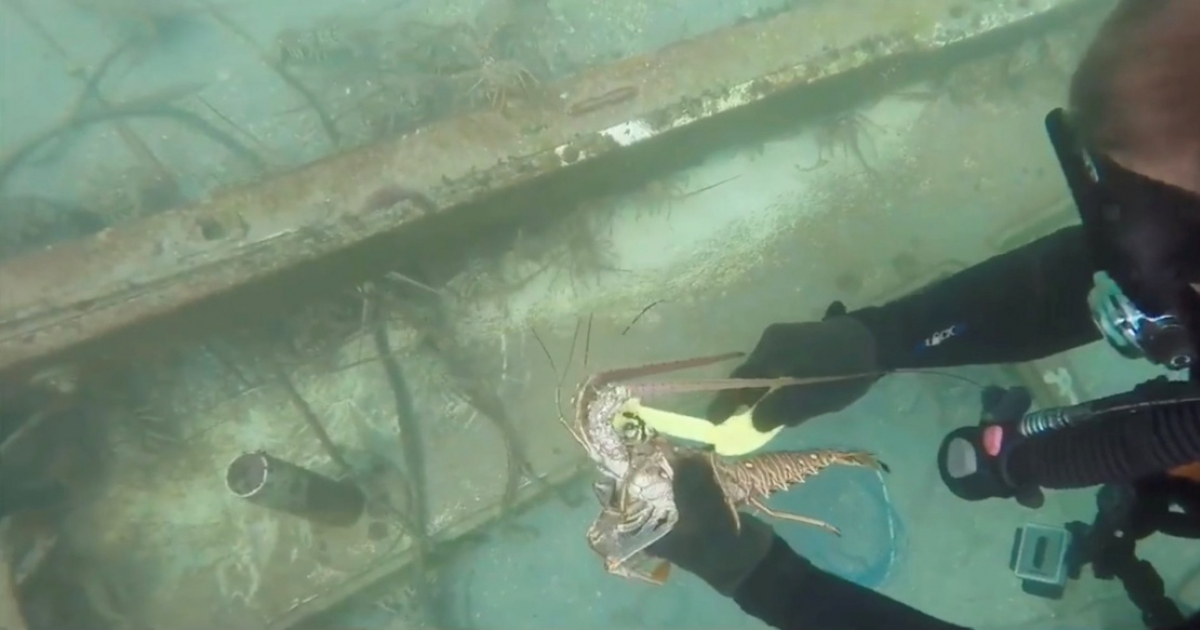 Lobster Fishing Season Kicks Off in Florida: Key Information to Know