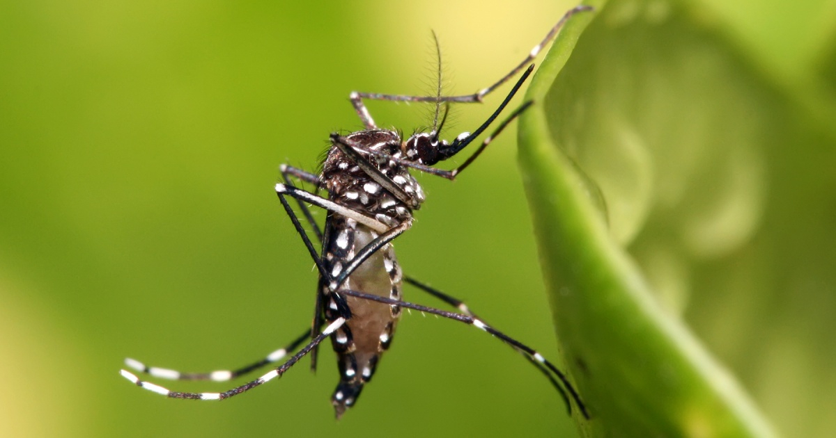 Florida Health Department Confirms Locally Acquired Dengue Case in Miami-Dade