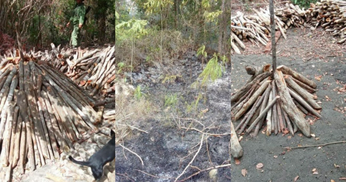 Energy Crisis Spurs Unchecked Deforestation in Cuba: Residents Cut Down Trees for Fuel