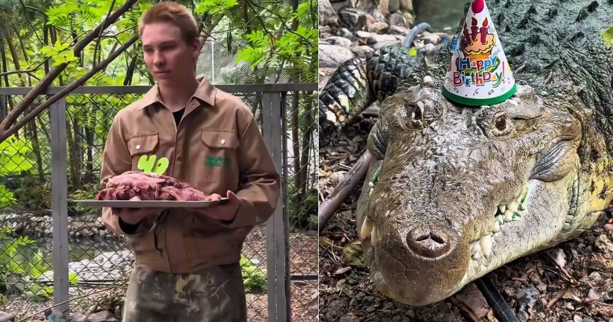 Cuban Crocodile Fidel Reaches 40 and Celebrates with a Meat Cake in Kazakhstan