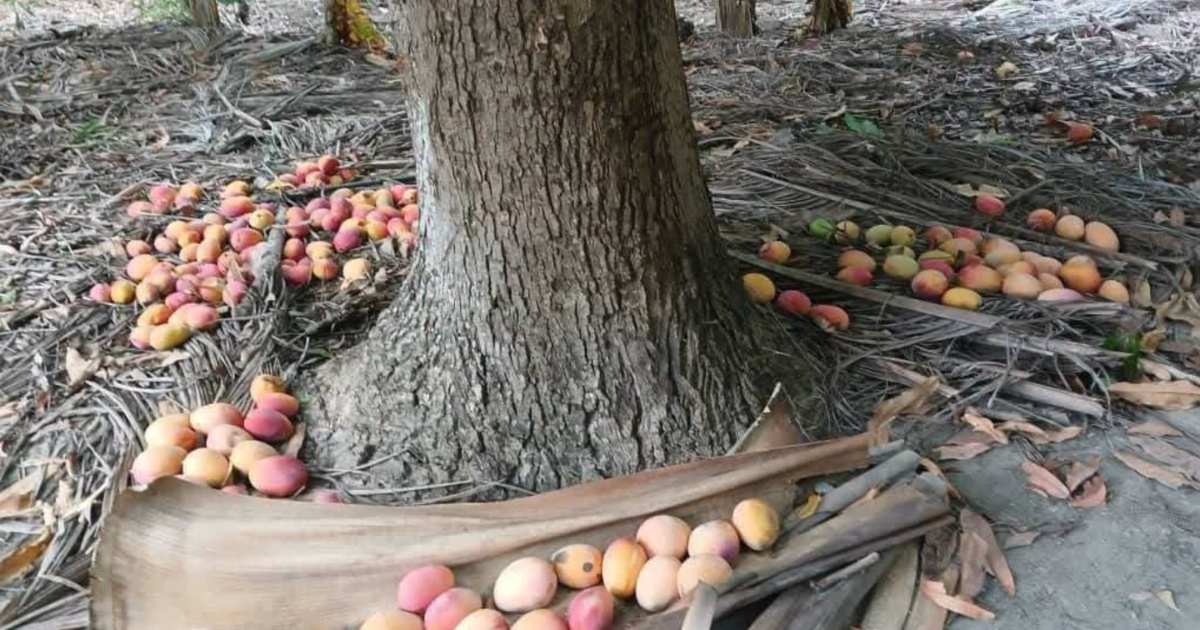 Mango Harvest Wasted in Guantánamo as State Collection System Lacks Fuel and Transportation