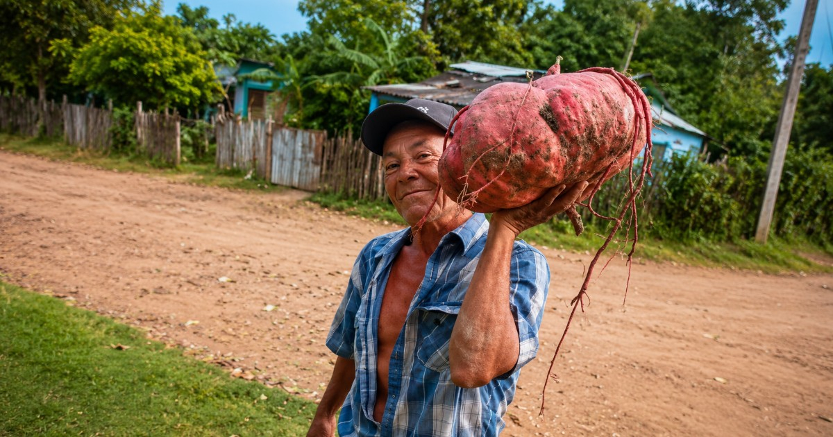 Cuban Farmer Grows a Colossal 21-Pound Sweet Potato: "This is Unbelievable"