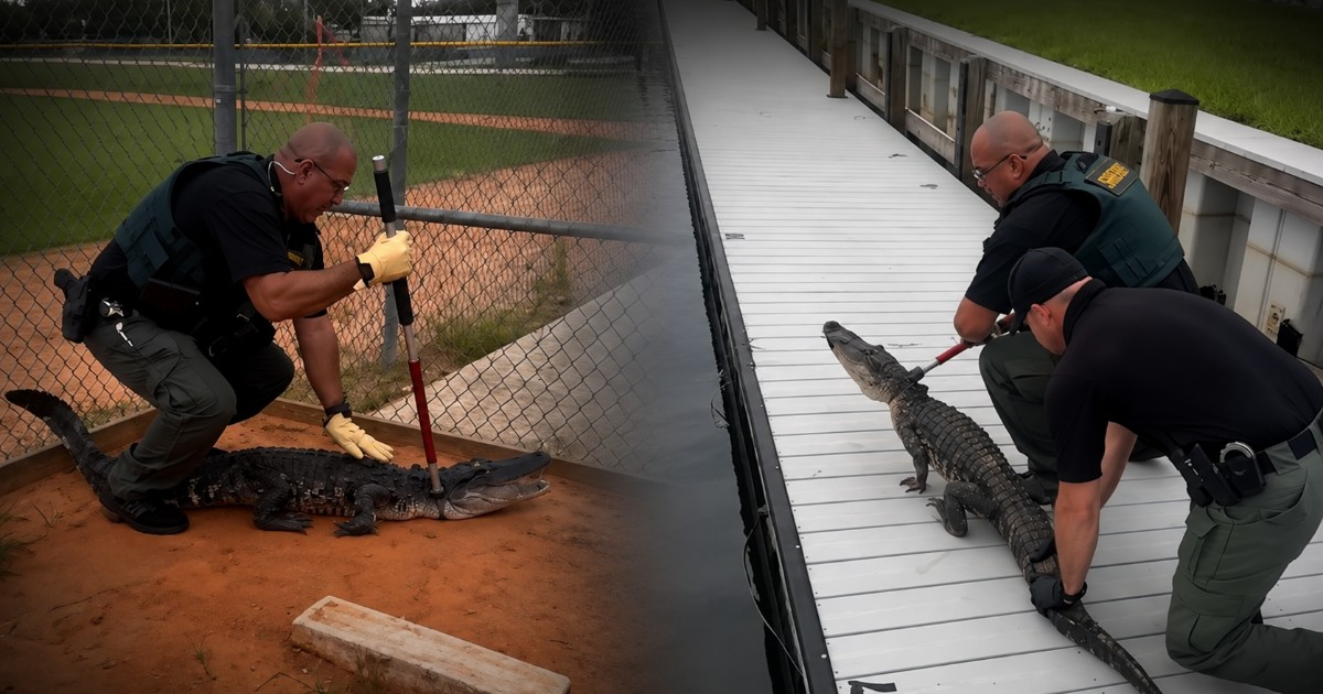 Alligator Disrupts Florida High School Football Practice as Authorities Step In