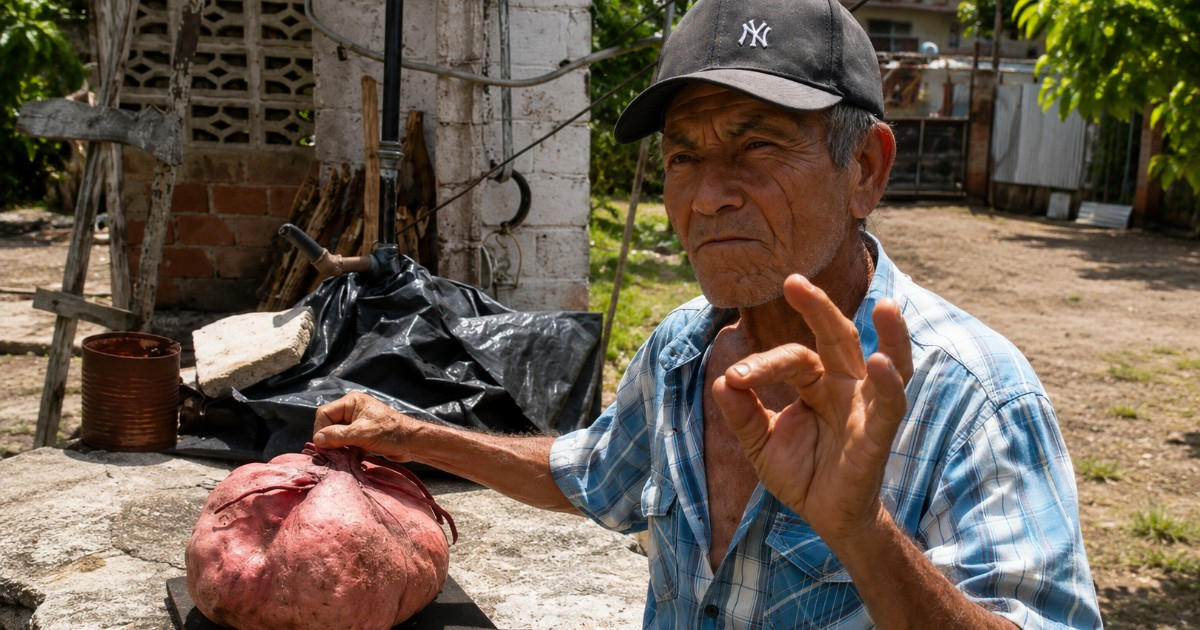 Giant Sweet Potato Grown by Cuban Farmer Becomes Social Media Sensation