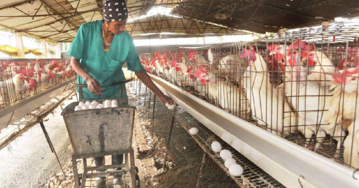 Granma's Egg Production Soars, Yet Many Are Sold in Foreign Currency