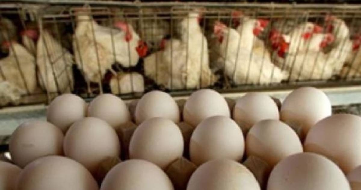 Guantánamo Poultry Company Claims Diversification Amid Egg Shortage