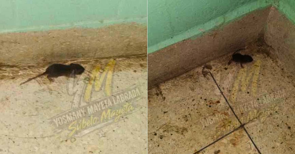 Rodents in Maternity Ward and Late Lunches at Juan Bruno Zayas Hospital in Santiago de Cuba