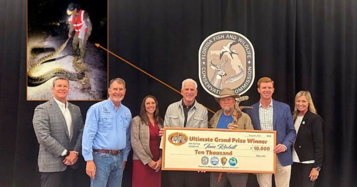 Florida Python Hunt Winner Snags $10,000 Prize with Remarkable Strategy