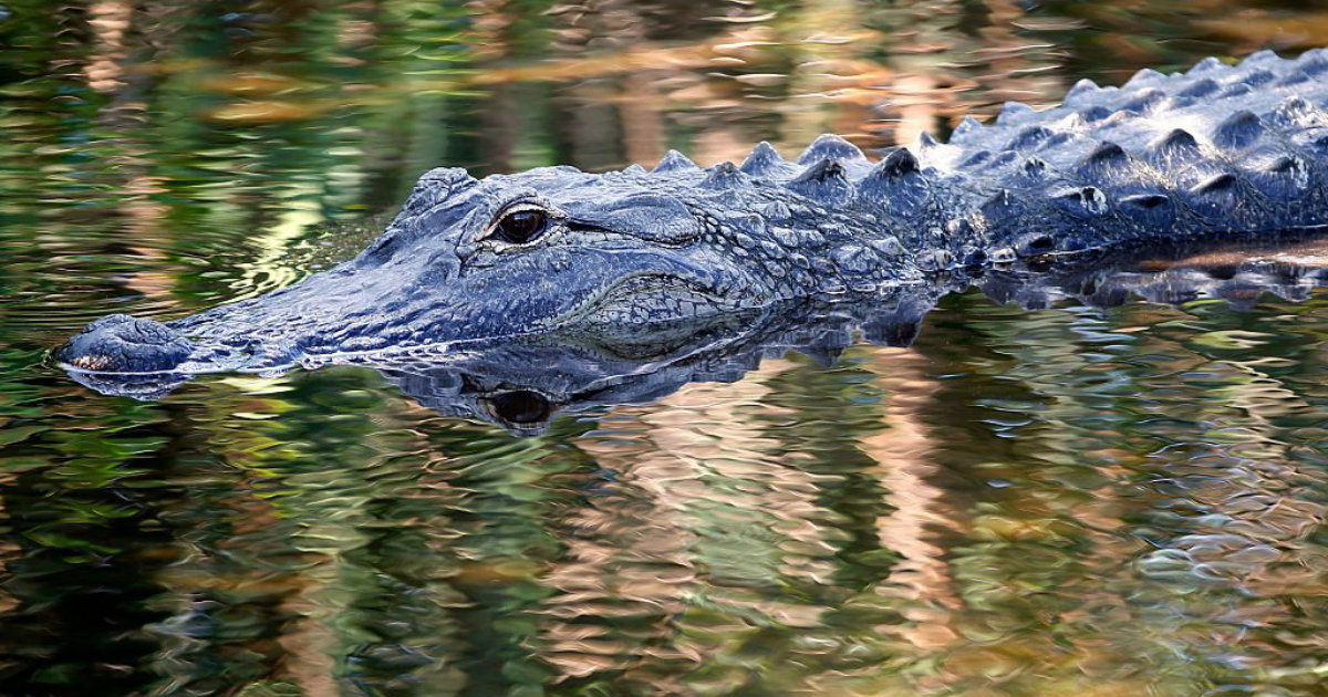 Woman Recovering After Alligator Attack in Florida River
