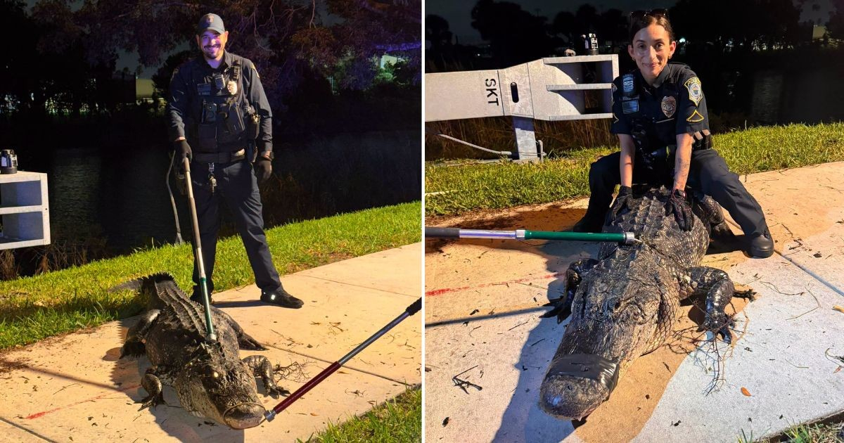Massive Alligator Discovered Near Florida High School