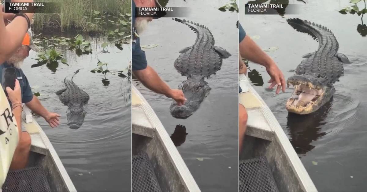 Tour Guide Draws Giant Alligator to Boat for "Perfect Photo" in the Everglades