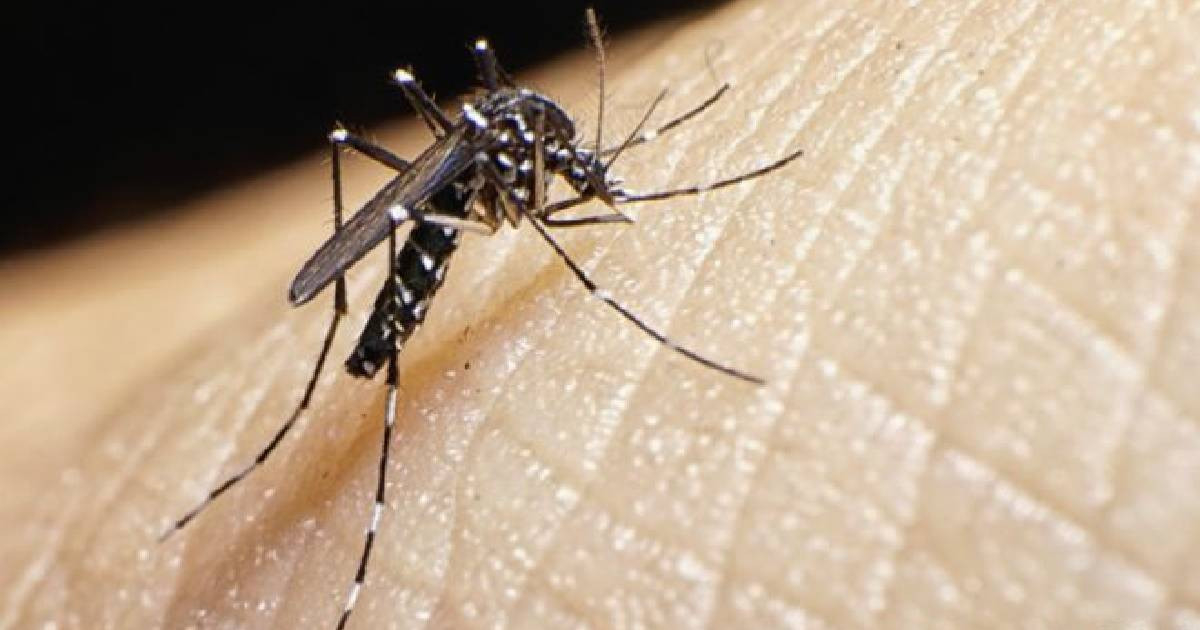 Guantánamo Acknowledges Rising Aedes Aegypti Numbers, Highlights Failures in Detecting Fever Cases