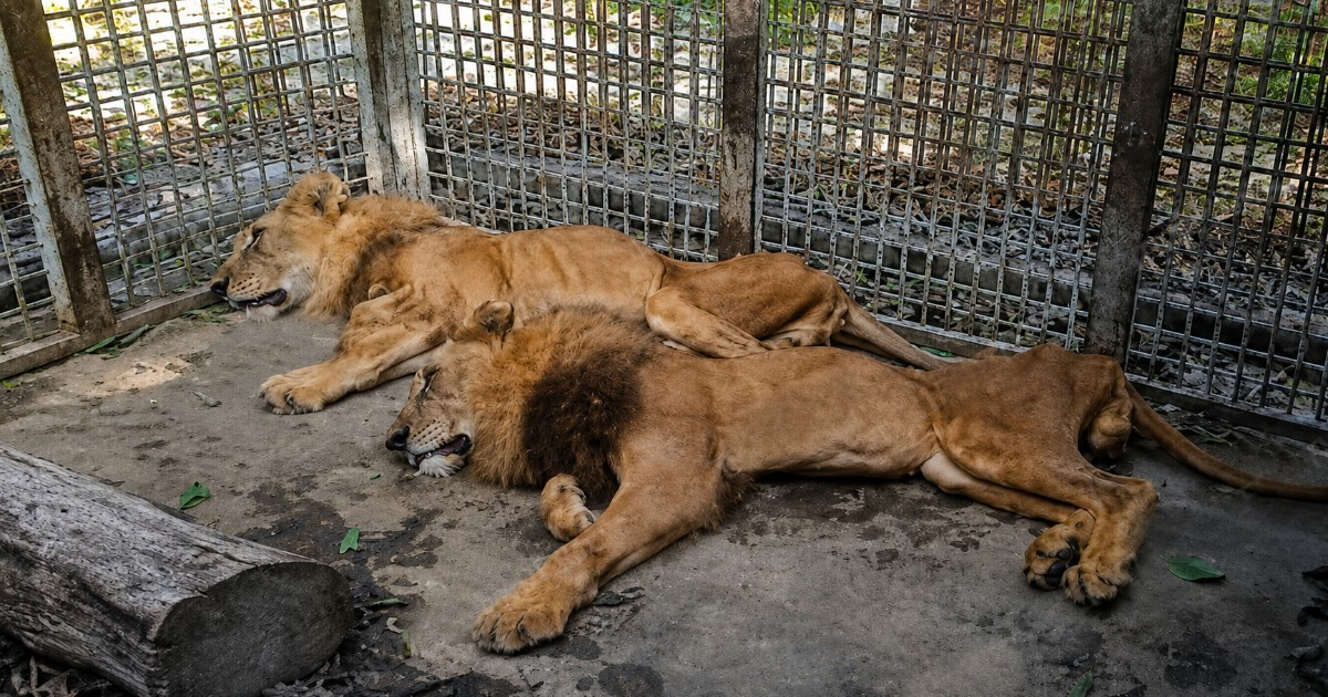Lions in Las Tunas Zoo Suffer from Severe Malnutrition, Residents Report