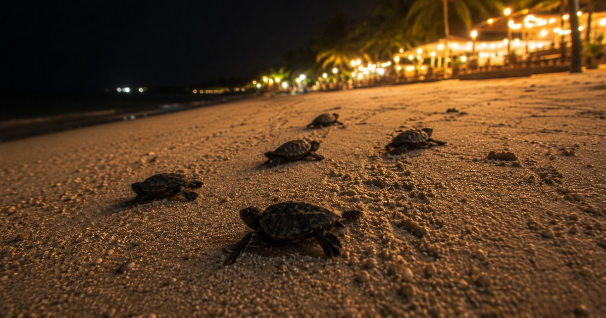 Florida Faces Tragic Turtle Incident: Dozens of Hatchlings Die Confused by Artificial Lights