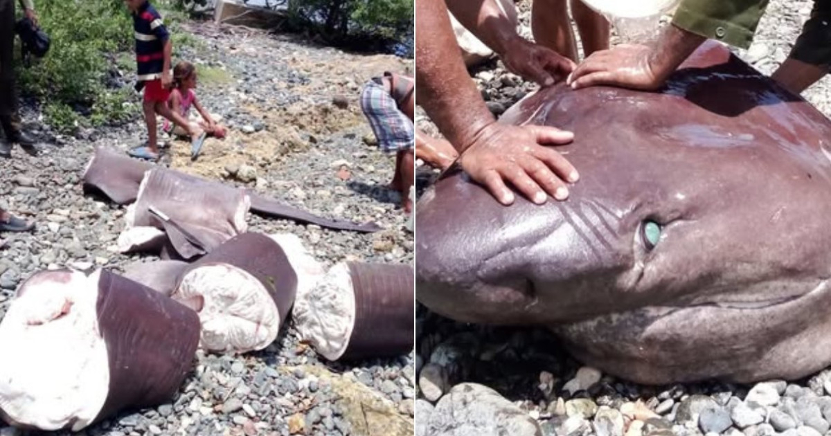 Cuban Divers Raise Alarm Over Shark Killings Amid Acknowledgment: "Hunger is Real, Survival is Key"