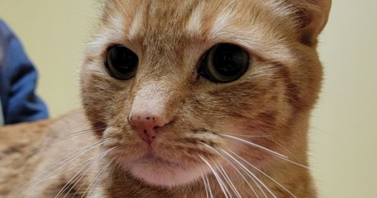 Alarming Spread of Deadly Virus Threatens Cats Across South Florida
