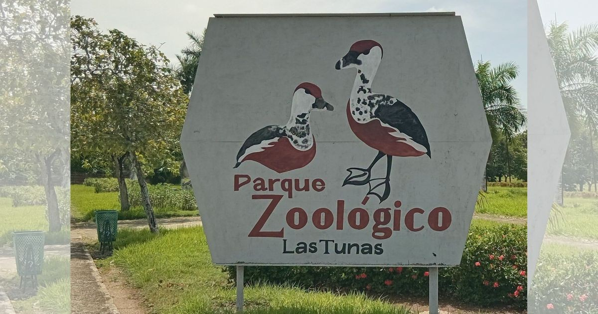 Lion Death in Las Tunas Zoo: Government Denies Hunger-Driven Killing, Admits Neglect
