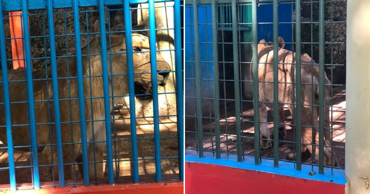 Denuncian desnutrición de los leones en Matanzas © Collage Facebook/Arielys Perez
