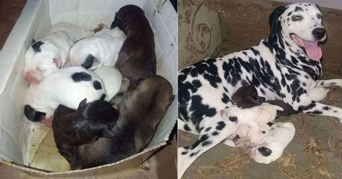Orphaned Puppies Saved in Cienfuegos, Adopted by Another Dog