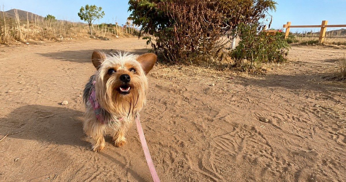 Florida Ranks High for Pet-Friendly Cities in the U.S.