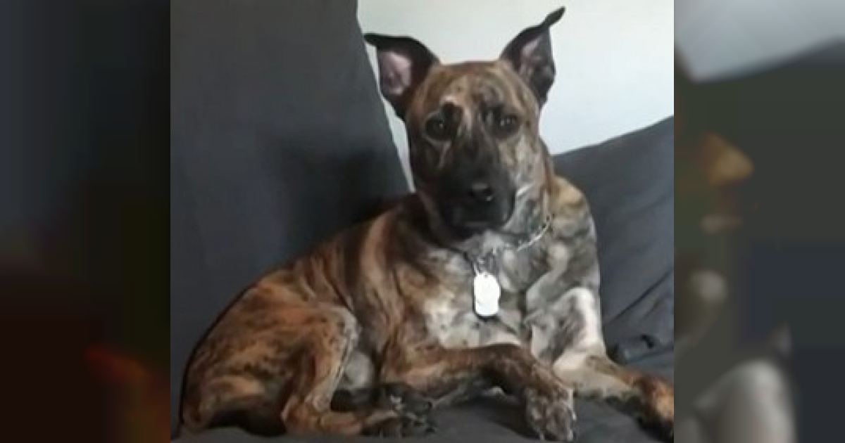Alligator Kills Dog in South Miami Backyard; Police Issue Community Alert
