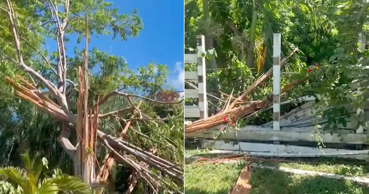 Lightning Strikes Tree in Miami-Dade: Family's Shock Inside Their Home