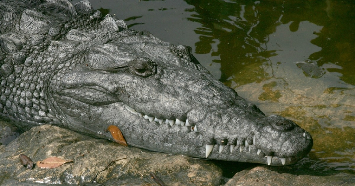 South Miami Residents On Edge as Search for Dog-Killing Crocodile Continues
