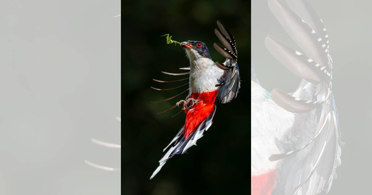 Cuban National Bird Photo Wins Top Prize at 2026 Online Nature Photography Contest