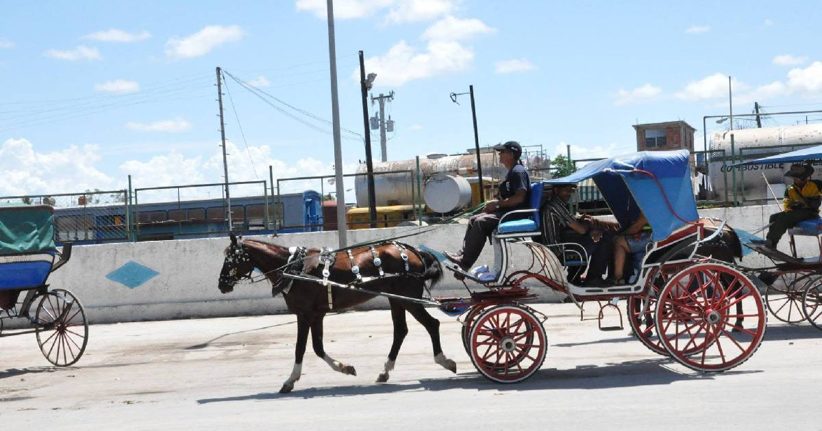 Who Ensures Bayamo's Horses Are Safe? Beatings and Exhaustion Persist Despite Animal Welfare Law