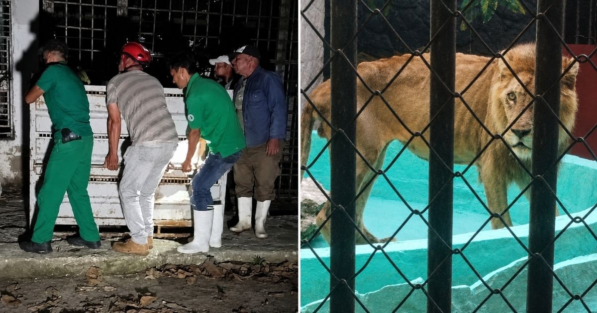 Lion Rescued from Dire Conditions in Camagüey Finds New Home