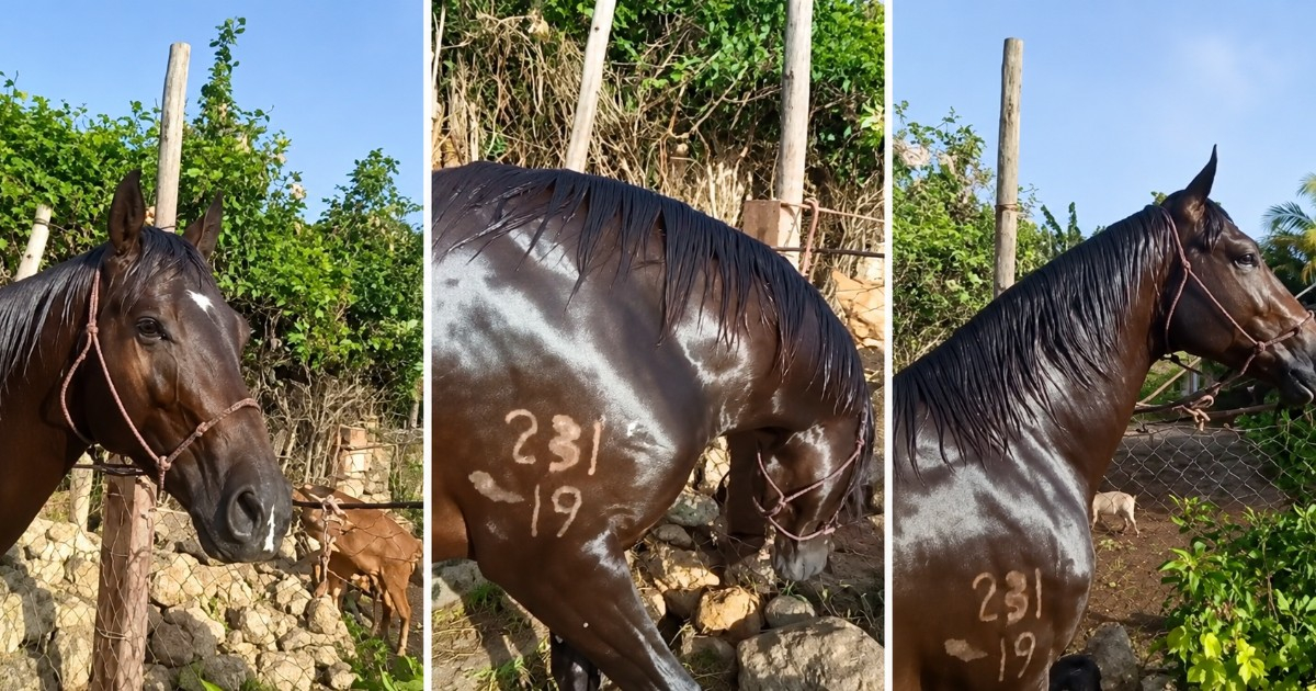 Help Sought and Reward Offered for Stolen Horses in Cienfuegos