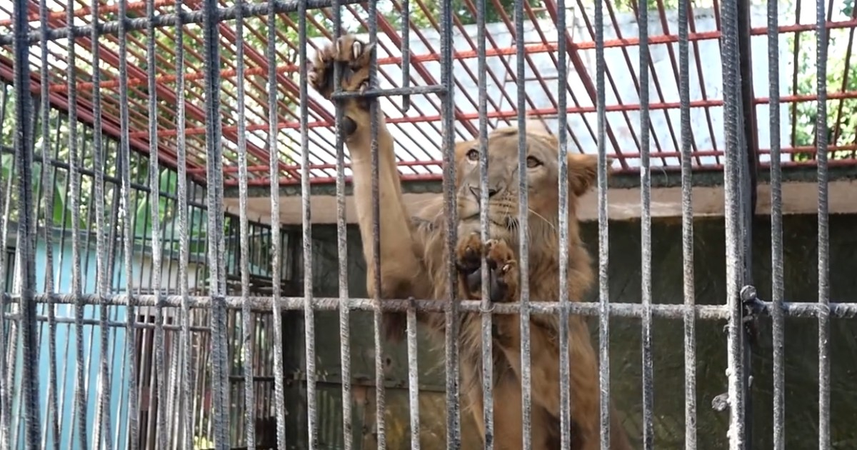 Cuban Zoo Seeks Help from Private Enterprises to Feed Lions