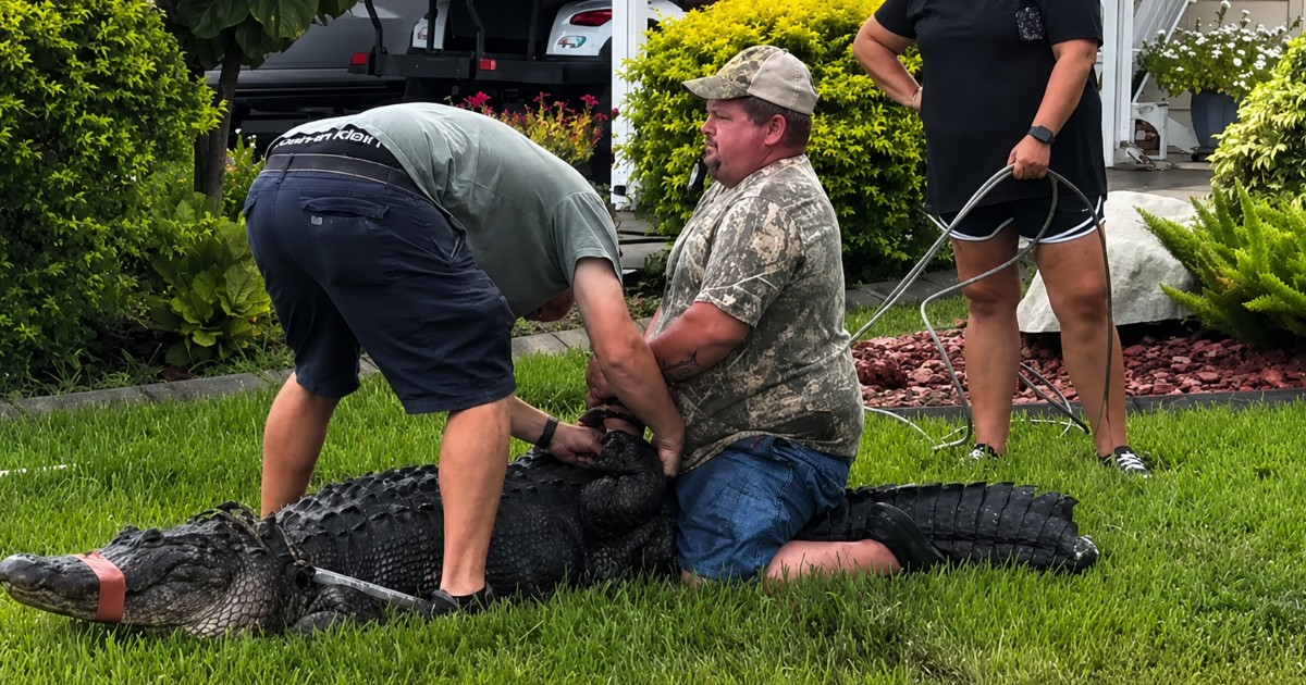New Florida Residents Encounter Massive Alligator Near Their Truck