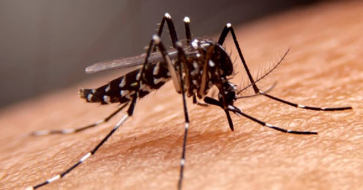 Rising Dengue Cases in Southern Florida: Over 200 Across the State