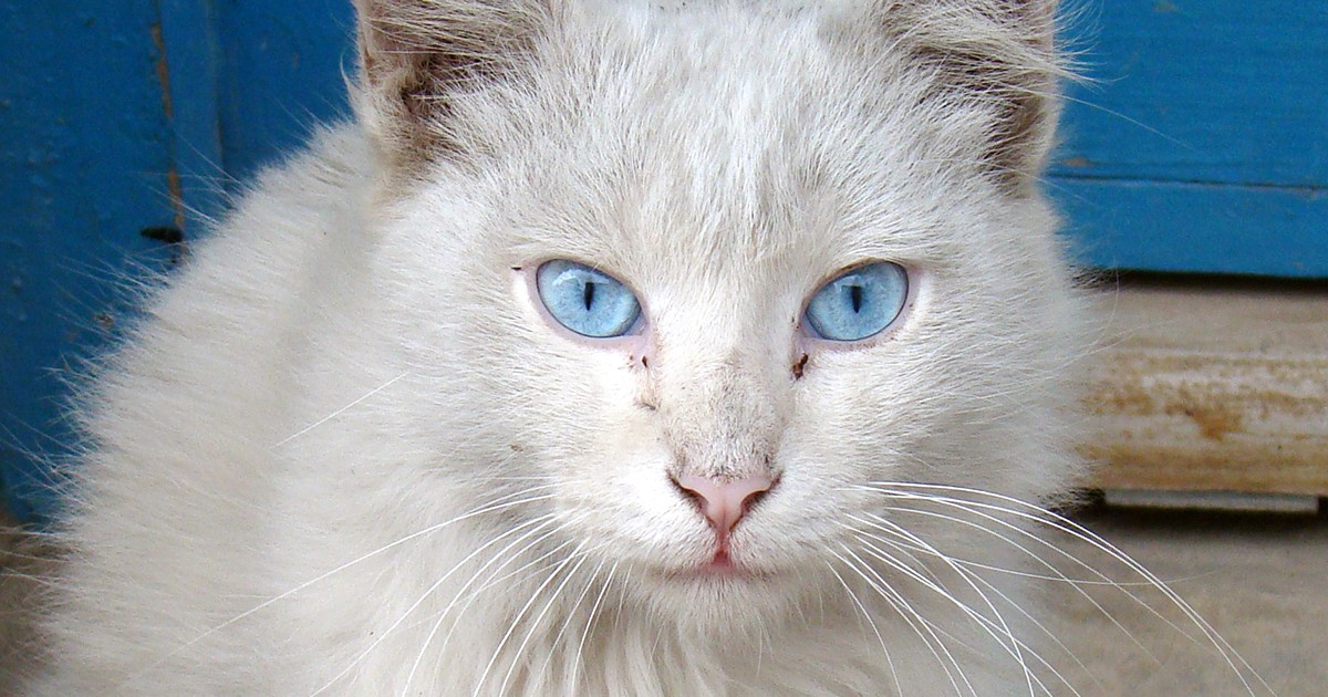 Spike in Deadly Feline Virus Cases Raises Alarm in Miami-Dade and Broward
