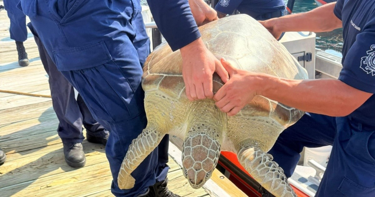 Coast Guard Saves Distressed Sea Turtle Near Florida Keys