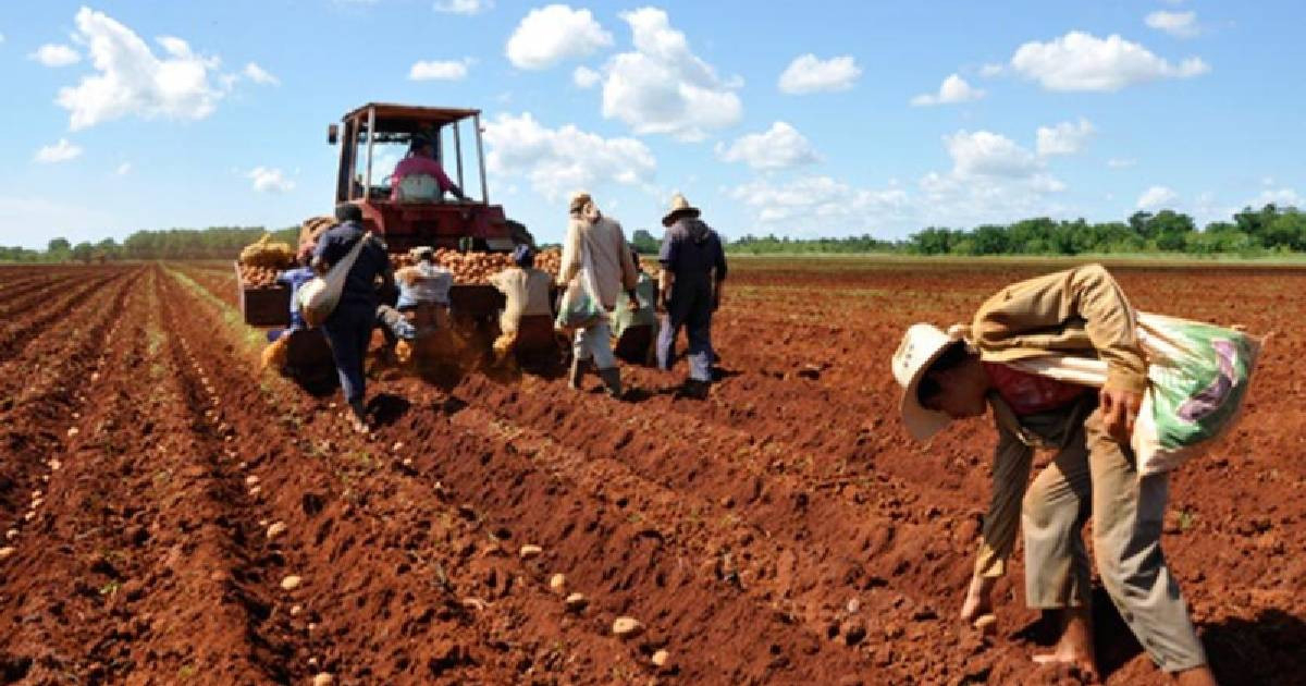 Cooperatives in Artemisa Import Oil, Yet Most Farmers Can't Afford It