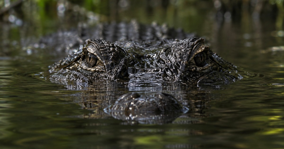 Child Hospitalized After Being Bitten by 12-Foot Alligator in Florida