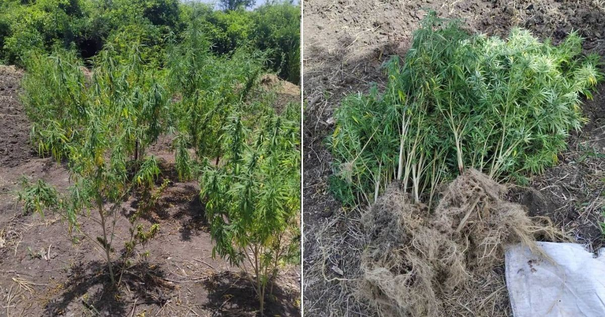 Man Arrested for Growing Nearly 170 Marijuana Plants in Santiago de Cuba