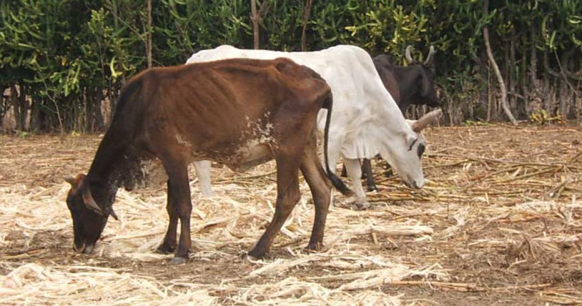 Cuban Government Eases Regulations on Beef Slaughter and Sales